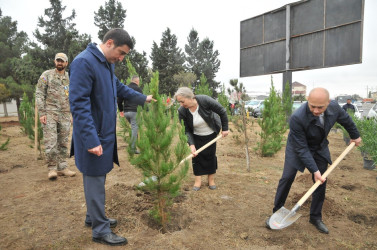 Abşeron rayonunda “Yaşıl dünya naminə həmrəylik ili” çərçivəsində silsilə ağacəkmə aksiyaları keçirilir