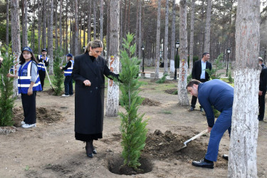 Gənclərin iştirakı ilə Abşeronda ağacəkmə aksiyası keçirilib