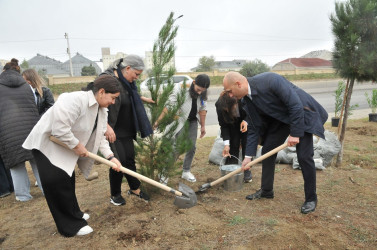 Abşeron rayonunda “Yaşıl dünya naminə həmrəylik ili” çərçivəsində silsilə ağacəkmə aksiyaları keçirilir