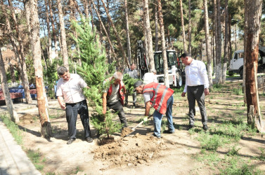 Abşeron rayonunda qurumuş ağacların götürülməsi və yerlərinə yeni tinglərin əkilməsinə başlanılmışdır
