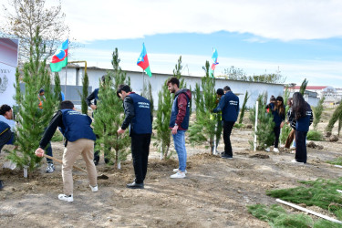 Abşeron rayonunda “Heydər Əliyev İli” çərçivəsində genişmiqyaslı ağacəkmə aksiyası keçirilib