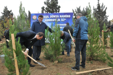 Abşeron rayonunda “Yaşıl dünya naminə həmrəylik ili” çərçivəsində silsilə ağacəkmə aksiyaları keçirilir