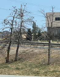 Abşeron rayonunda qurumuş ağaclar yol kənarlarından götürüləcək