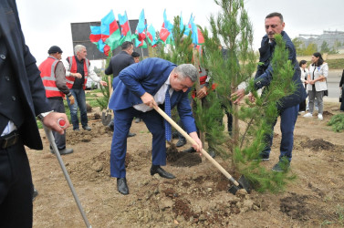 Abşeron rayonunda “Yaşıl dünya naminə həmrəylik ili” çərçivəsində silsilə ağacəkmə aksiyaları keçirilir