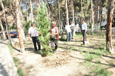 Abşeron rayonunda qurumuş ağacların götürülməsi və yerlərinə yeni tinglərin əkilməsinə başlanılmışdır