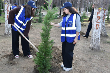 Gənclərin iştirakı ilə Abşeronda ağacəkmə aksiyası keçirilib