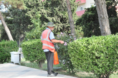 Abşeronda iməclik keçirilib