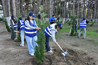 Gənclərin iştirakı ilə Abşeronda ağacəkmə aksiyası keçirilib