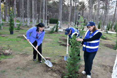 Gənclərin iştirakı ilə Abşeronda ağacəkmə aksiyası keçirilib