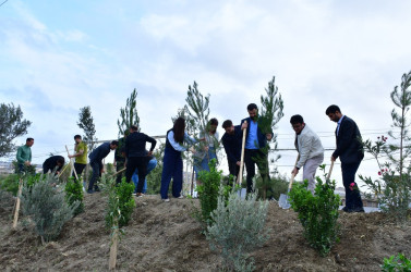 Abşeron rayonunda “Yaşıl dünya naminə həmrəylik ili” çərçivəsində silsilə ağacəkmə aksiyaları keçirilir