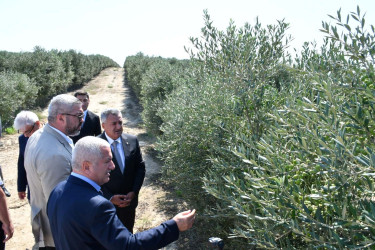Abşeronda kənd təsərrüfatının inkişafına dair Dövlət Proqramının icrası çərçivəsində görülmüş işlər və hədəflər müzakirə olunub