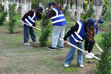 Gənclərin iştirakı ilə Abşeronda ağacəkmə aksiyası keçirilib