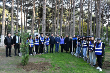 Gənclərin iştirakı ilə Abşeronda ağacəkmə aksiyası keçirilib
