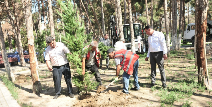 Abşeron rayonunda qurumuş ağacların götürülməsi və yerlərinə yeni tinglərin əkilməsinə başlanılmışdır