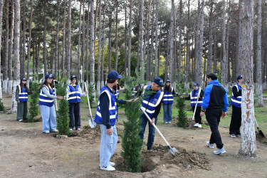 Gənclərin iştirakı ilə Abşeronda ağacəkmə aksiyası keçirilib