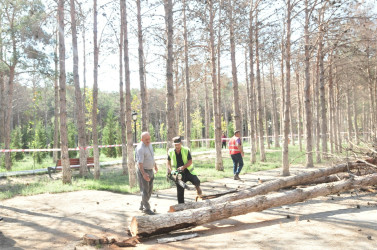 Abşeron rayonunda qurumuş ağacların götürülməsi və yerlərinə yeni tinglərin əkilməsinə başlanılmışdır